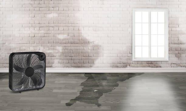 Best Local water damage restoration  in Elk Creek, KY